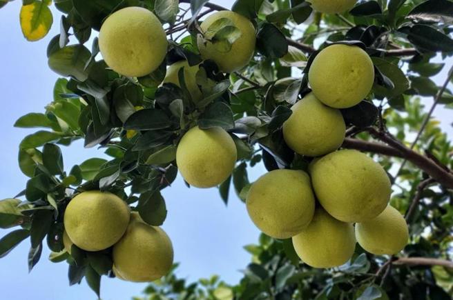 大陆于9月2日透过「海峡两岸农产品检疫检验合作协议」平臺，通知恢復台湾文旦输入。（报系资料照）