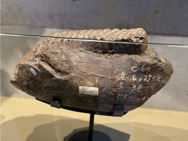 左鎮化石園區陳列的台灣草原猛獁象「侏儒化」 右下顎骨。（曹婷婷攝）