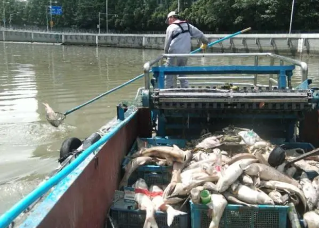 上海苏州河常有民眾在河边购买活鱼进行「放生」仪式，导致原本风景秀丽的河流死鱼暴增，经常飘出恶臭。卫生单位必须经常打捞以维护环境卫生。（图／新浪网）