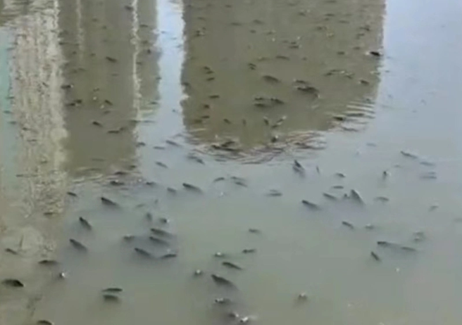 假日或宗教节日过后，苏州河里的放生鱼数量暴增，几天后就发出恶臭。（图／腾讯网）