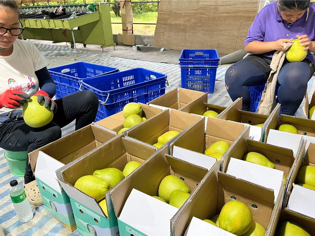 花蓮文旦柚出口多國求生機 縣府喊話中央：少政治多幫農民