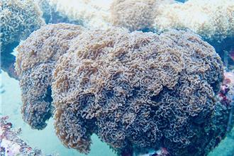 珊瑚性別大發現！海大團隊揭密「性別轉換」機制