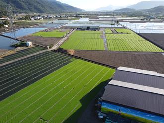 花東有機稻米再擴大！3種苗場通過驗證 供應全國半數需求