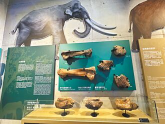 台湾草原猛犸象侏儒化 争取列特有种