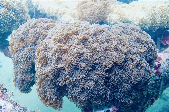 國立台灣海洋大學珊瑚研究團隊發現錨形紋葉珊瑚具有「性別轉換」的現象。（國立台灣海洋大學提供／徐佑昇基隆傳真）