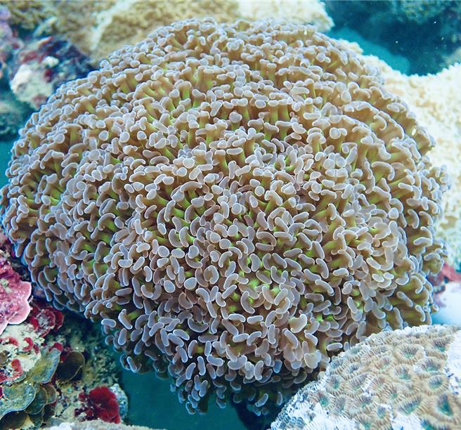 國立台灣海洋大學珊瑚研究團隊發現錨形紋葉珊瑚具有「性別轉換」的現象。（國立台灣海洋大學提供／徐佑昇基隆傳真）