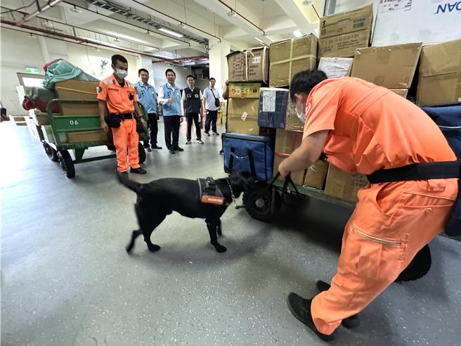 金門刑警大隊今日再次協調海巡署第九岸巡隊支援緝毒犬，聯合航警三方攜手執行機場毒品查緝任務，全力阻絕毒品於島外。（于家麒攝）