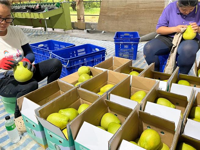 花莲文旦输陆，县府请柚农确实区隔清洁区及包装区，并逐颗去除蒂头及刷洗清洁，减少大陆指定检疫害虫检出。（花莲县府提供／王志伟花莲传真）