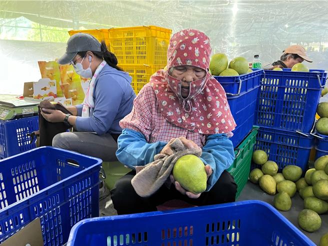 花莲文旦输陆，县府请柚农确实区隔清洁区及包装区，并逐颗去除蒂头及刷洗清洁，减少大陆指定检疫害虫检出。（花莲县府提供／王志伟花莲传真）