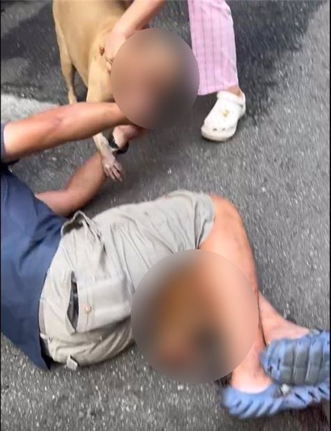 比特犬饲主试图救下流浪猫，强开犬口自己也被咬伤。（新北市动保处提供）