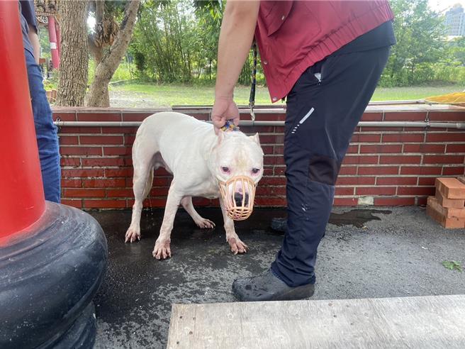 攻击性犬只（图非本案犬只）外出须繫好适当练绳。（新北市动保处提供）
