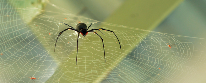 在堪舆学中，蜘蛛的出现往往被视为好运将至的象徵。（示意图：shutterstock／达志）