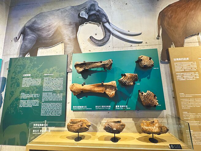 台南左镇化石园区陈列草原猛犸象的多项化石标本。（曹婷婷摄）