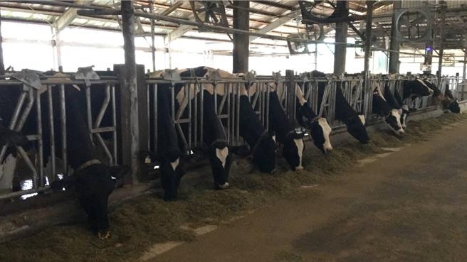 農業部畜產試驗所透過調整飼糧配方，不僅可以減少乳牛生產過程所產生的溫室氣體。（畜試所提供／林良齊台北傳真）
