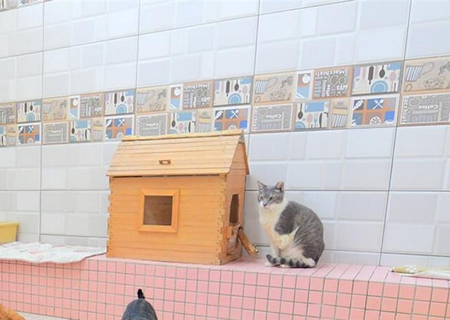 鄭姓瘖瘂女告黃姓男友為追討養貓費2萬元以手語恐嚇要殺他全家，法官審理後認定證據不足，判黃男無罪。（本報資料照片／郭良傑高雄傳真）