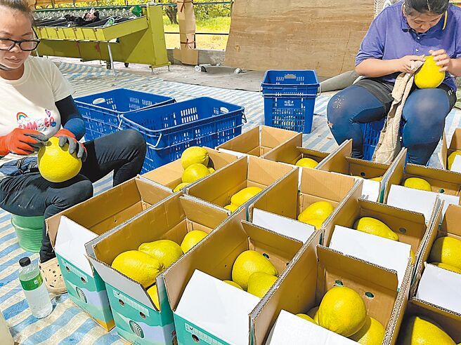 為減少文旦蟲害，花蓮縣政府輔導柚農清潔及包裝，逐顆去除蒂頭並刷洗清潔。（花蓮縣政府提供／王志偉花蓮傳真）