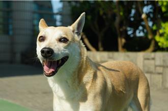 屏縣力推寵物身分證 線上認證拿禮券再抽iPad、寵物攝影機