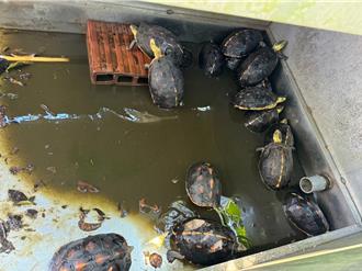 淡水廢苗圃查獲279隻保育龜 動保處依法扣留、追查飼主