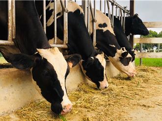 彰縣府斥3千萬汰換乳牛 議員盼同步提升養牛場周邊環境