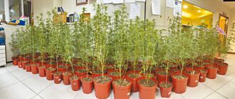 全國地檢查緝大麻4.5公斤、逮313嫌