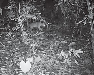 石虎現身二水 生態監測喜見