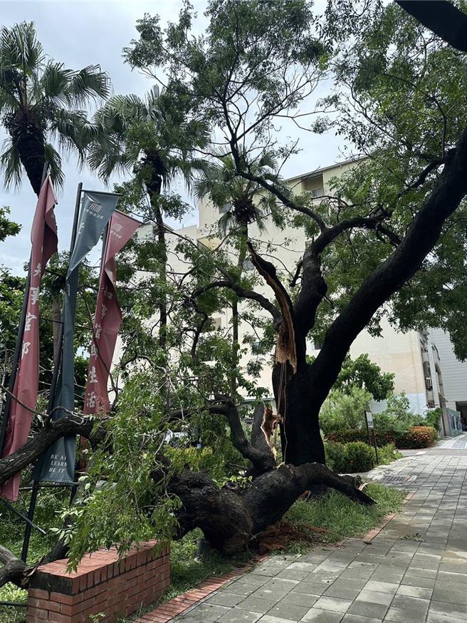 知事官邸前苦楝在颱风过后断枝。（台南市文化局提供／曹婷婷台南传真）