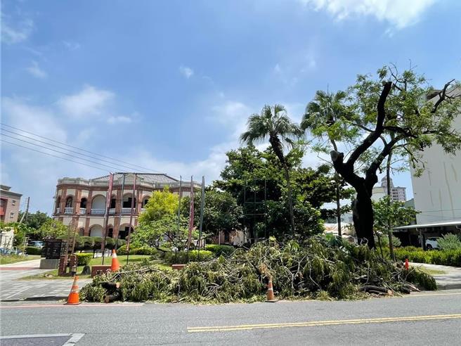 「最美苦楝」修剪后，引发护树公民不满。（吴仁邦提供／曹婷婷台南传真）