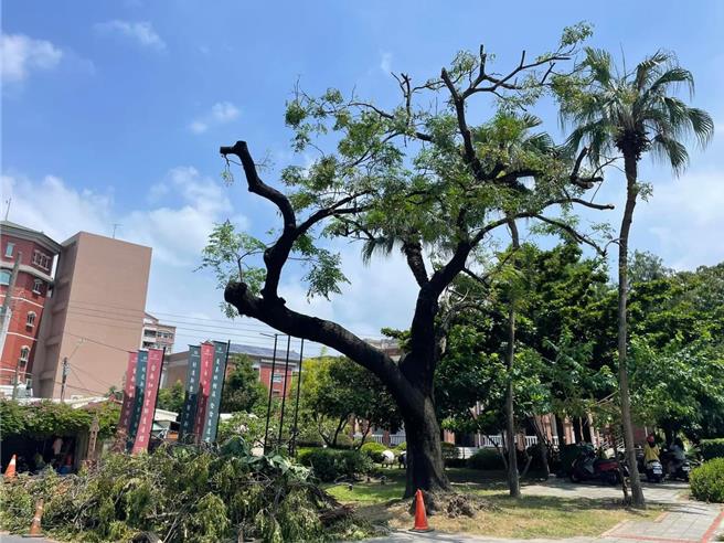 「最美苦楝」修剪后，引发护树公民不满。（吴仁邦提供／曹婷婷台南传真）