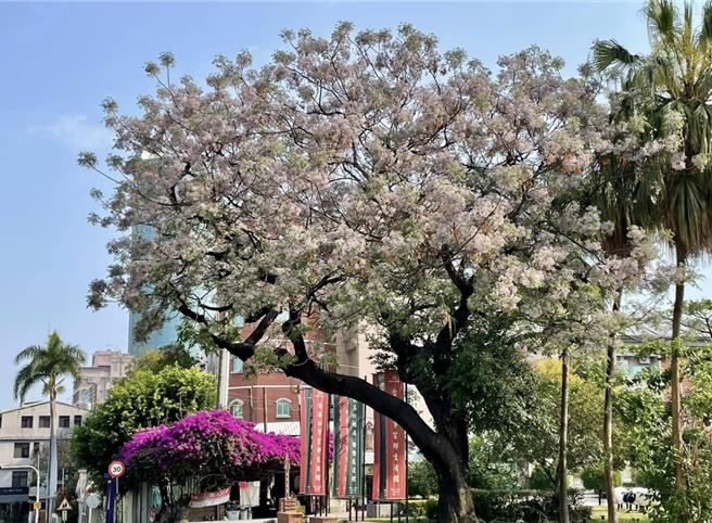 吴仁邦去年3月拍下的苦楝美景。（吴仁邦提供／曹婷婷台南传真）