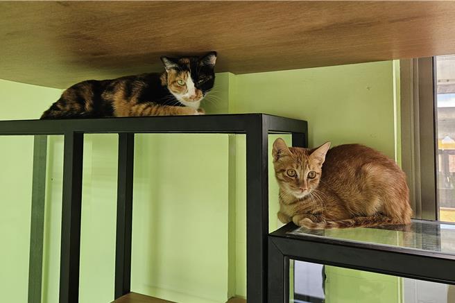 屏東縣政府力推寵物登記，完成登記即有超商100元禮券，另外還有抽獎活動，有Apple iPad等獎品。（羅琦文攝）