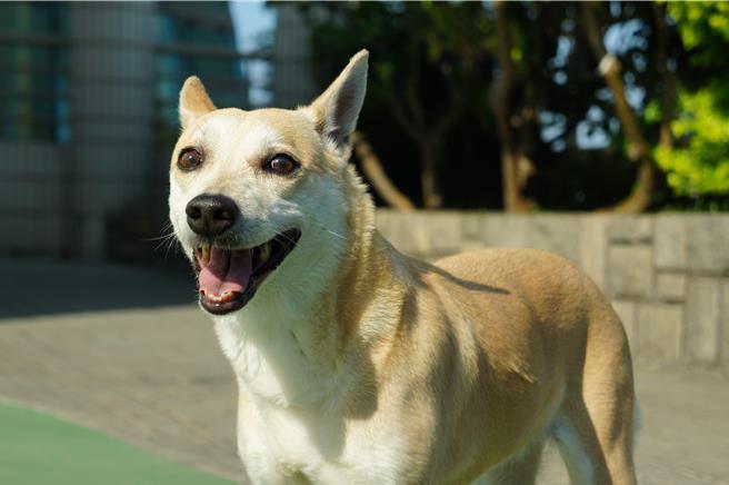 屏東縣政府力推寵物登記，完成登記即有超商100元禮券，另外還有抽獎活動，有Apple iPad等獎品。（羅琦文攝）