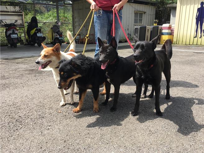 班長（右一）與她的室友們外出放風。（動保處提供）