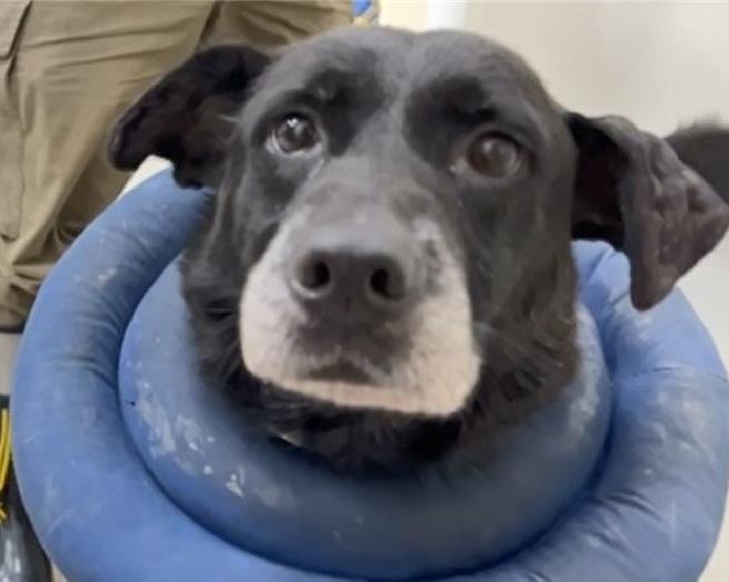 垂耳的班長依然可愛。（動保處提供）