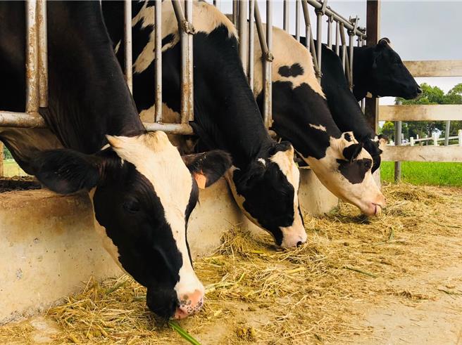 明年開放進口紐澳牛奶後，將對現有的國產酪農業造成衝擊。（孫英哲攝）