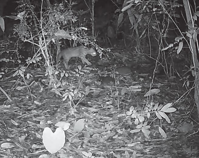 二水生态教育馆携手台中市野生动物保育学会、南投德安启智教养院，利用红外线自动照相机进行生态监测调查，石虎出没于二水地区。（台中市野生动物保育学会提供／叶静美彰化传真）