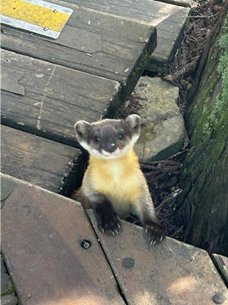 別被萌樣騙了！ 武陵農場黃喉貂現身 呼籲勿餵食