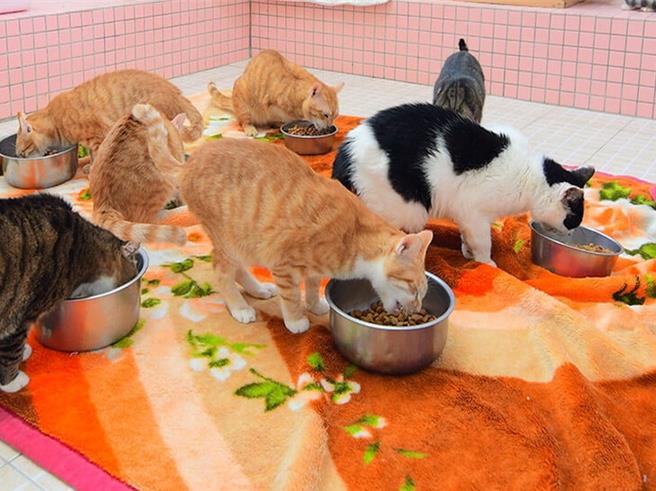 高雄一名郭姓男子換租屋處搬家時，將愛貓棄養任其死在舊租屋處，郭男被法官判拘役20日併罰金20萬元。（本報資料圖片／郭良傑高雄傳真）