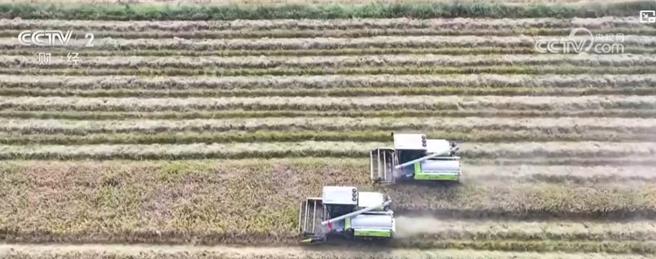 陆秋粮开割新季稻谷香收穫逾一成。（大陆央视）