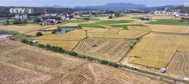 陆秋粮开割新季稻谷香收穫逾一成。（大陆央视）
