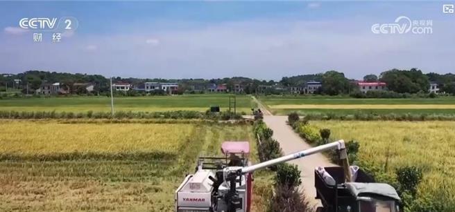 陆秋粮开割新季稻谷香收穫逾一成。（大陆央视）