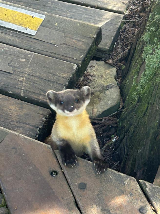 黄喉貂可爱模样。（武陵农场提供／李京升台中传真）