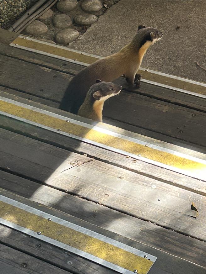 2只黄喉貂现踪。（武陵农场提供／李京升台中传真）