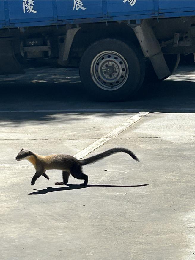 武陵农场露营区出现黄喉貂。（武陵农场提供／李京升台中传真）