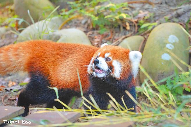 台北市立動物園14日結合國際小貓熊日與中秋主題辦理活動。（台北市立動物園提供／温予菱台北傳真）