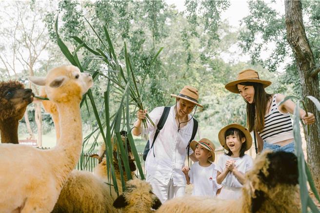 六福莊館內還提供羊駝等各種療癒動物，與孩子們互動，創造美好回憶。（六福旅遊集團提供）