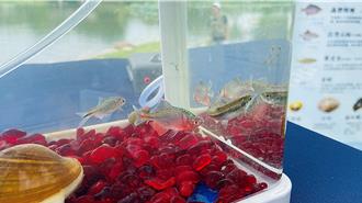 池上便當食材「菊池氏細鯽」復育 原生種回歸台東森林公園