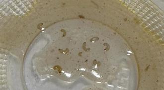 夜市大腸麵線「撈出一盤蟲」民眾嚇壞：瞬間飽了