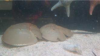 基隆海科館鱟保母計畫邁入第5年 58校投入參與助復育