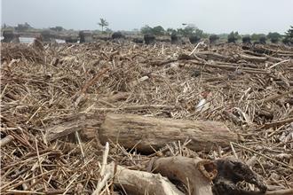 凱米颱風漂流木開放撿拾 屏縣指定區域曝光禁止機具搬運