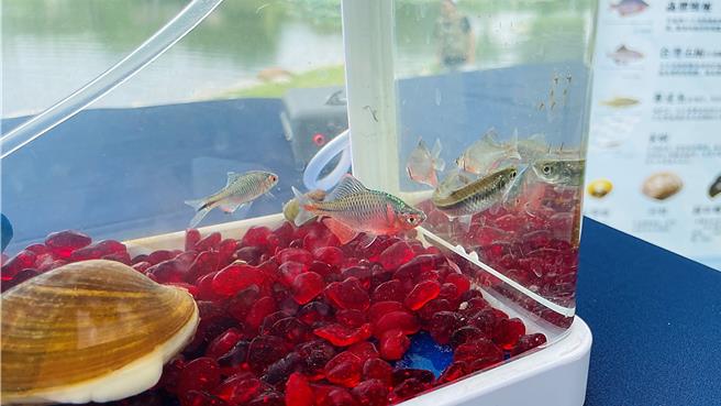 菊池氏細鯽生長於卑南溪流域，曾是池上便當經典菜色炸天羅的食材，經池上生態工作者林國欽復育有成。（蕭嘉蕙攝）